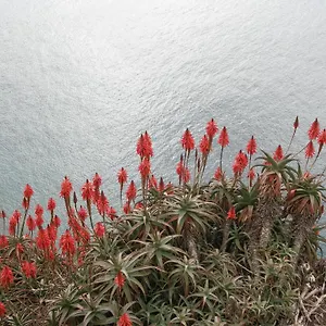 Palma Madeira Wandern Und Tauchen , Caniço Portugalia